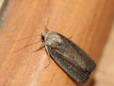 Athetis (Proxenus) hospes