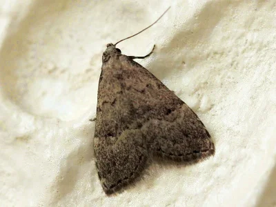 Hypenodes orientalis