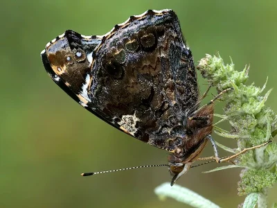 Vanessa atalanta