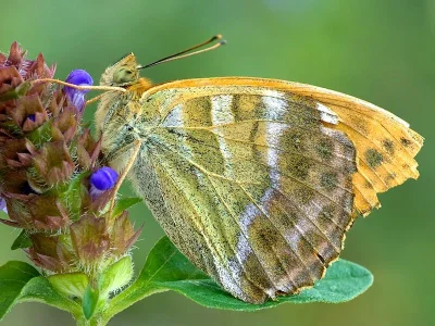 Argynnis (Argynnis) paphia