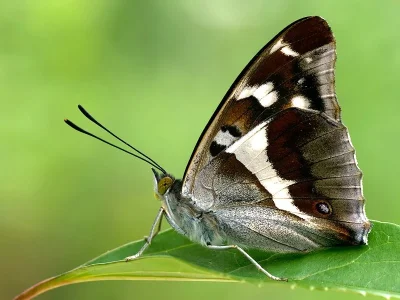Apatura iris