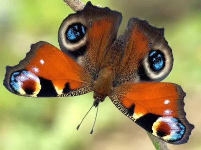 Aglais io