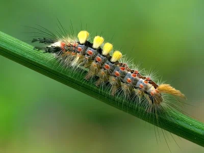 Orgyia (Orgyia) antiqua