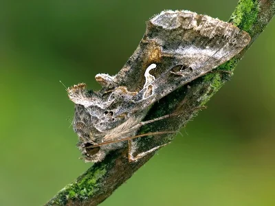 Autographa gamma
