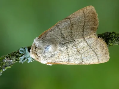 Charanyca (Charanyca) trigrammica