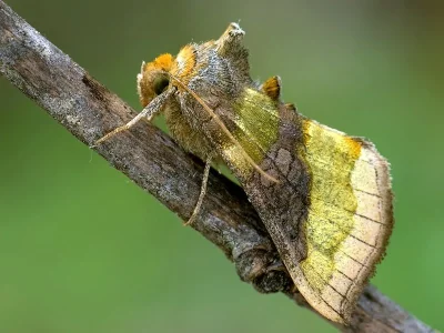 Diachrysia chrysitis