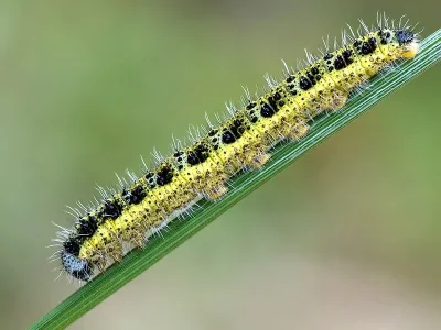 Pieris (P.) brassicae