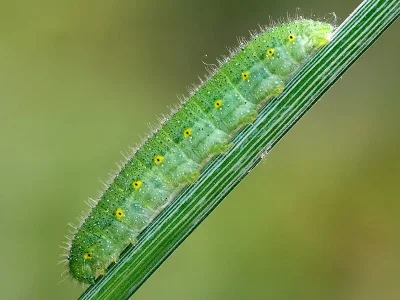 Pieris (Artogeia) napi