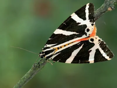 Euplagia quadripunctaria