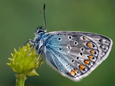 Polyommatus (Polyommatus) icarus