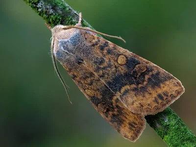 Xanthia (Cirrhia) gilvago