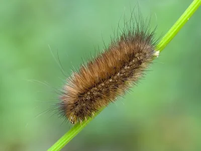 Spilarctia (S.) lutea