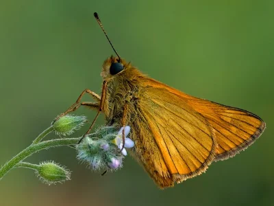 Ochlodes sylvanus