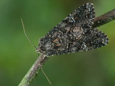 Mamestra brassicae