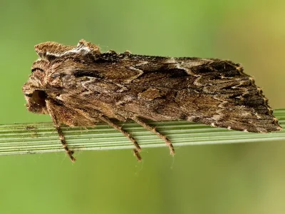 Apamea (Abromias) monoglypha