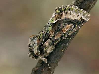Allophyes (Allophyes) oxyacanthae