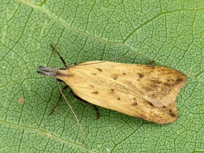 Dichomeris limosellus