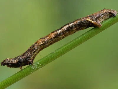 Ectropis crepuscularia
