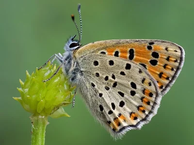 Lycaena (Heodes) tityrus