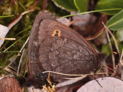 Erebia rossii