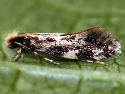 Agnathosia mendicella
