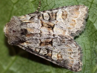 Brachylomia viminalis