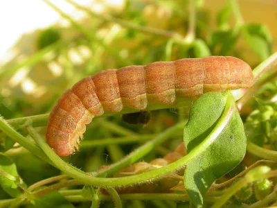 Agrochola (Anchoscelis) litura