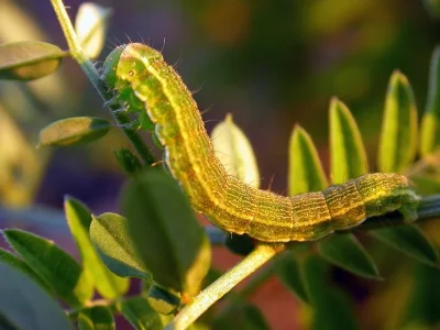 Heliothis (H.) maritima