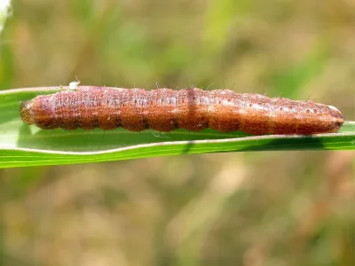 Lacanobia (Diataraxia) aliena