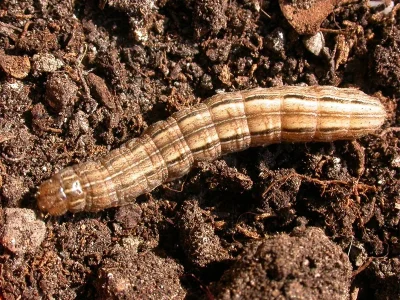 Mythimna (Hyphilare) albipuncta