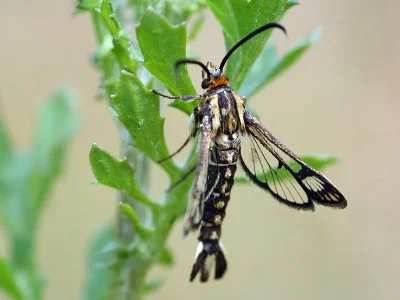 Pyropteron (Synansphecia) triannuliformis