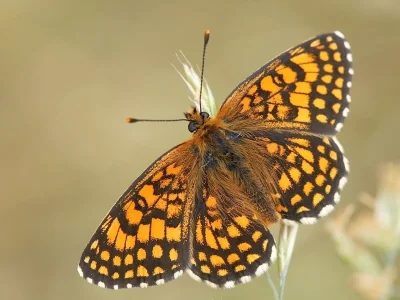 Melitaea (Mellicta) athalia