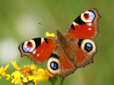 Aglais io