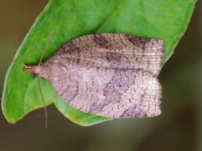 Pandemis dumetana