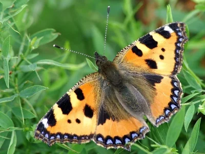 Aglais urticae