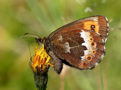 Erebia ligea