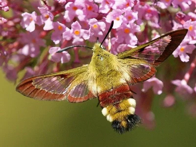 Hemaris (Hemaris) fuciformis