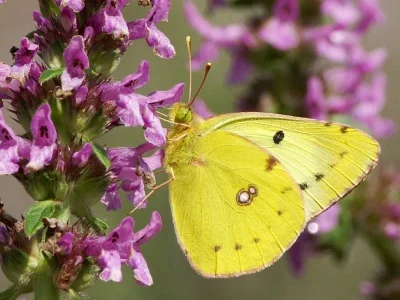 Colias croceus
