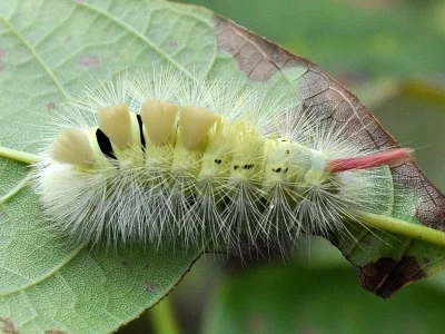 Calliteara pudibunda