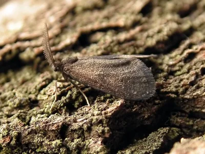 Proutia betulina