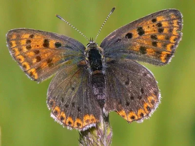 Lycaena (Heodes) tityrus