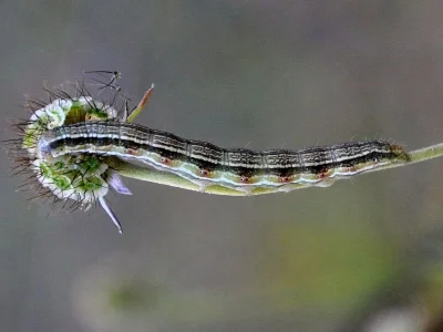Heliothis (H.) viriplaca