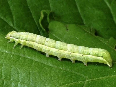 Orthosia (Semiophora) gothica