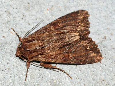 Apamea (Abromias) monoglypha