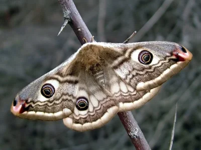 Saturnia (Eudia) pavonia