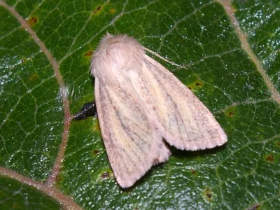 Denticucullus pygmina