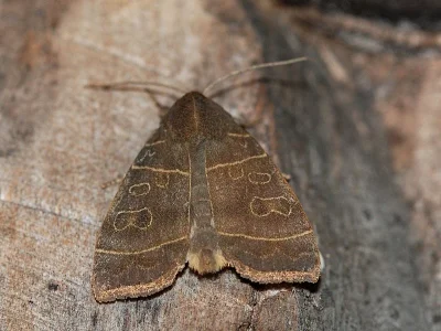 Ipimorpha subtusa