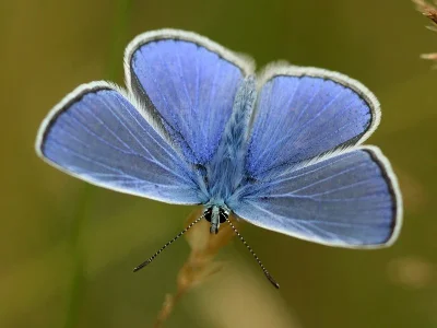 Polyommatus (Polyommatus) icarus