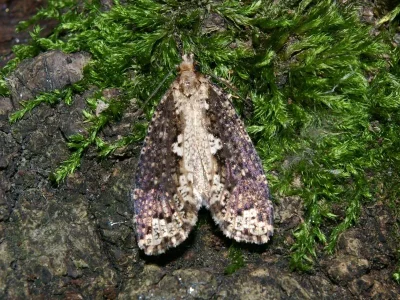 Scardia boletella