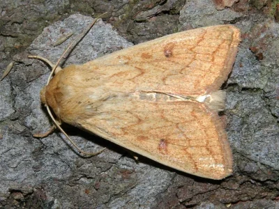 Mythimna (Mythimna) vitellina